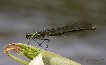 Calopteryx angustipennis, female